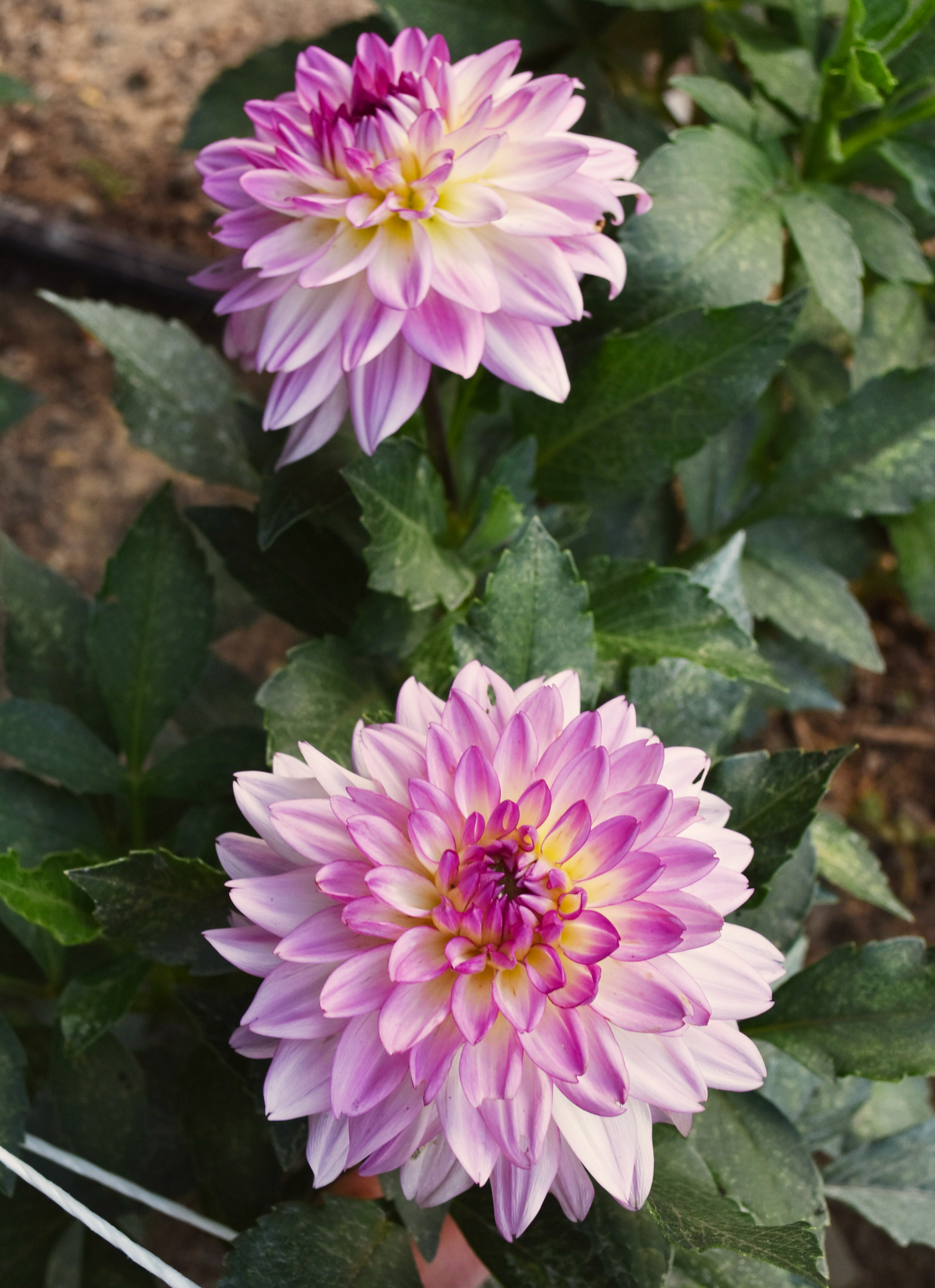 Dahlia