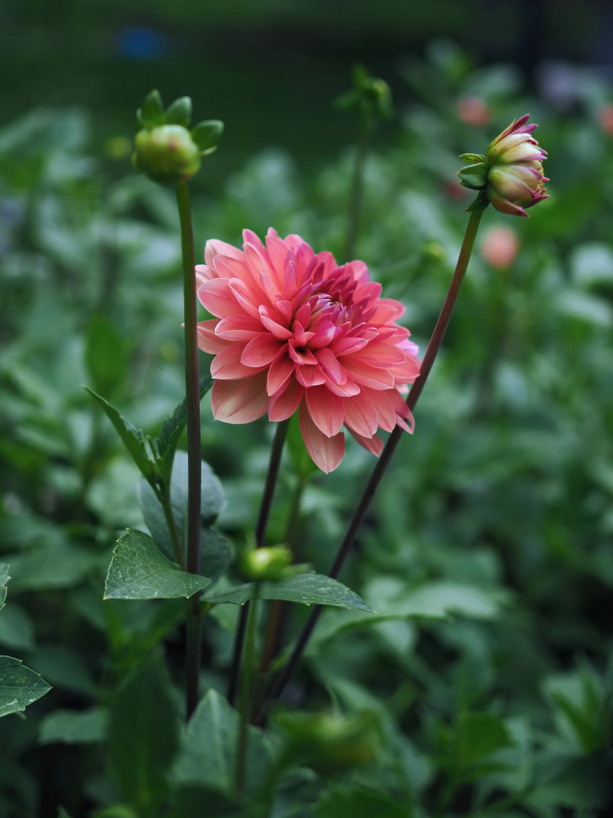 Dahlia Château de la Bourdaisière