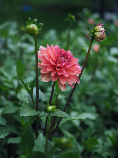 Dahlia Château de la Bourdaisière