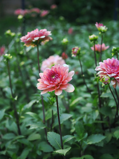 Dahlia Château de la Bourdaisière