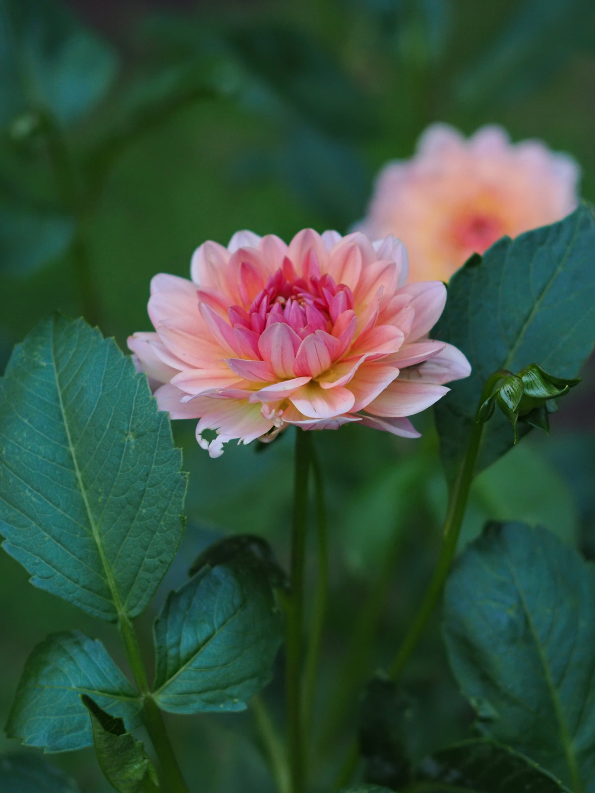 Dahlia Château de la Bourdaisière