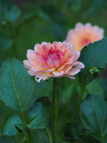 Dahlia Château de la Bourdaisière