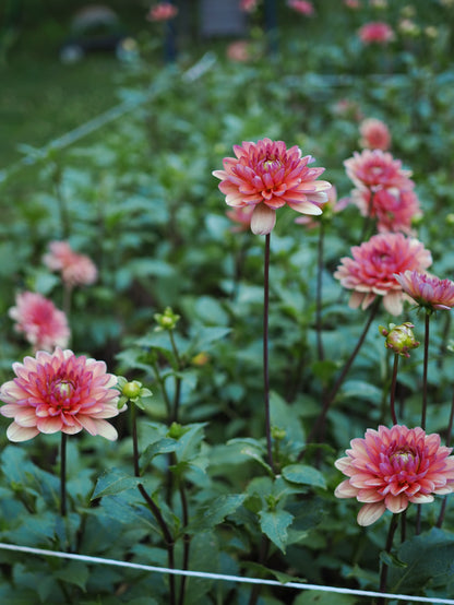 Dahlia Château de la Bourdaisière