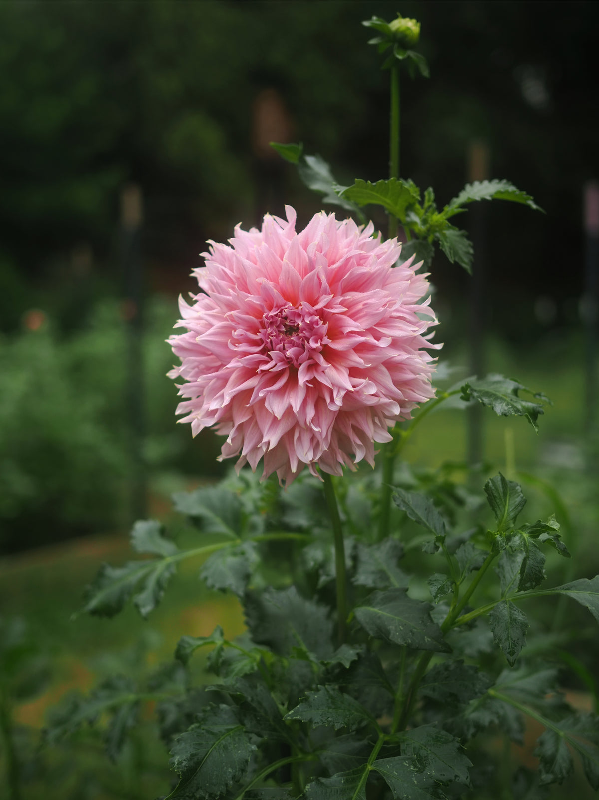Dahlia Formby Monarch