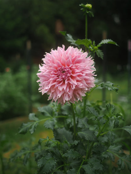 Dahlia Formby Monarch