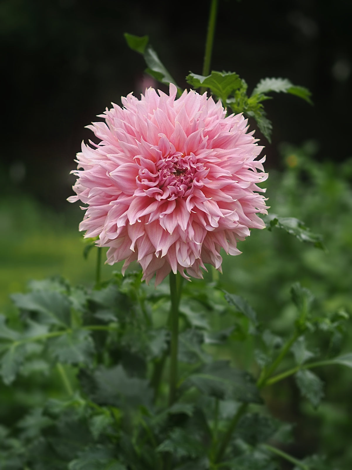 Dahlia Formby Monarch