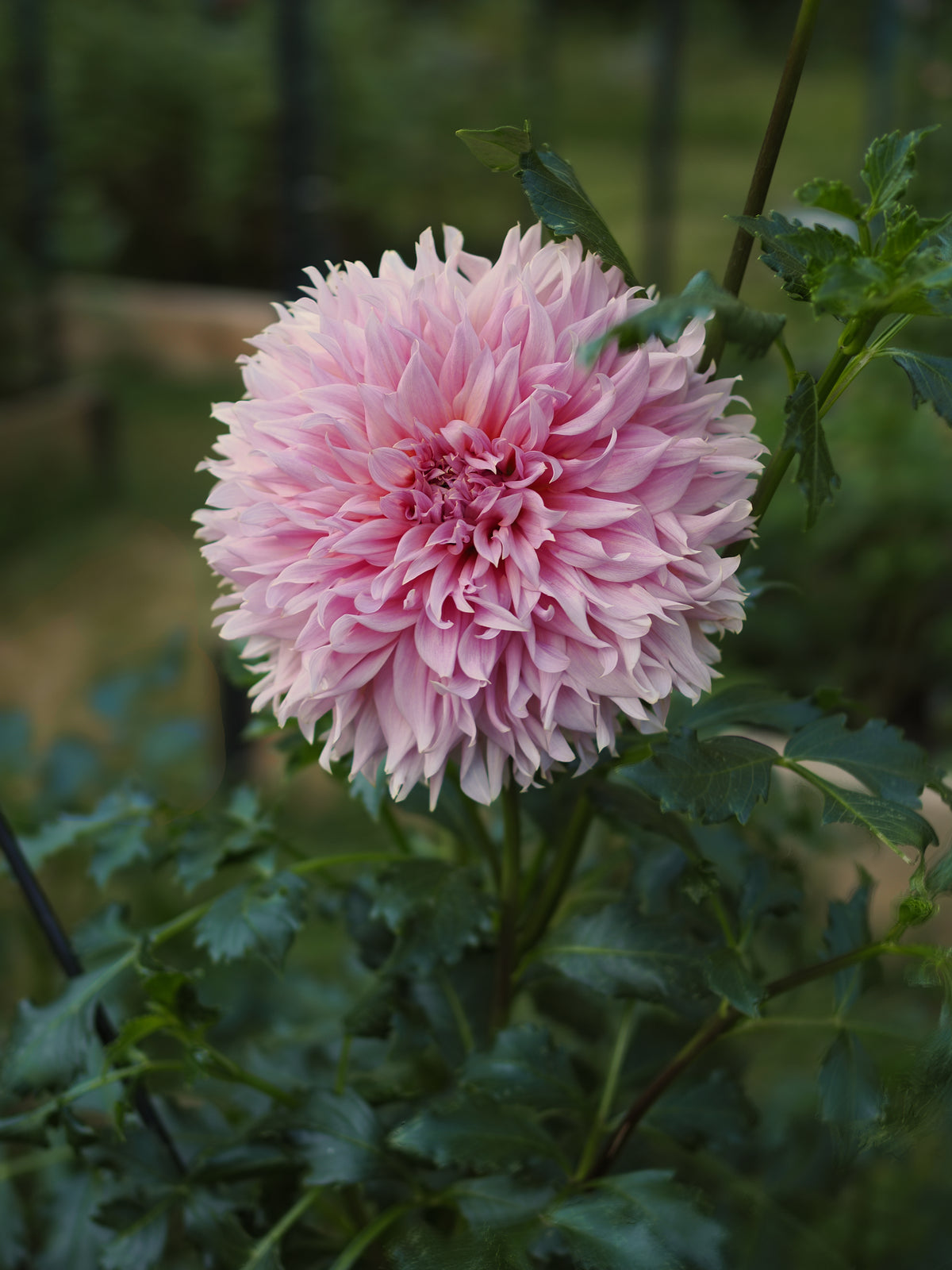 Dahlia Formby Monarch