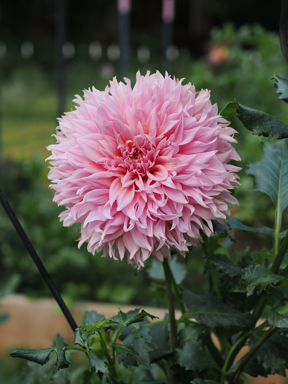 Dahlia Formby Monarch