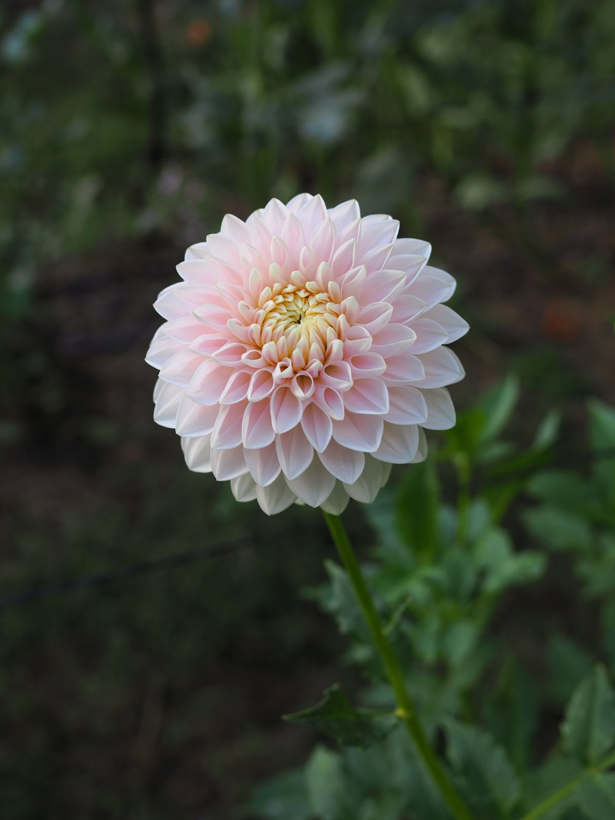 Dahlia Miss Anne Francis