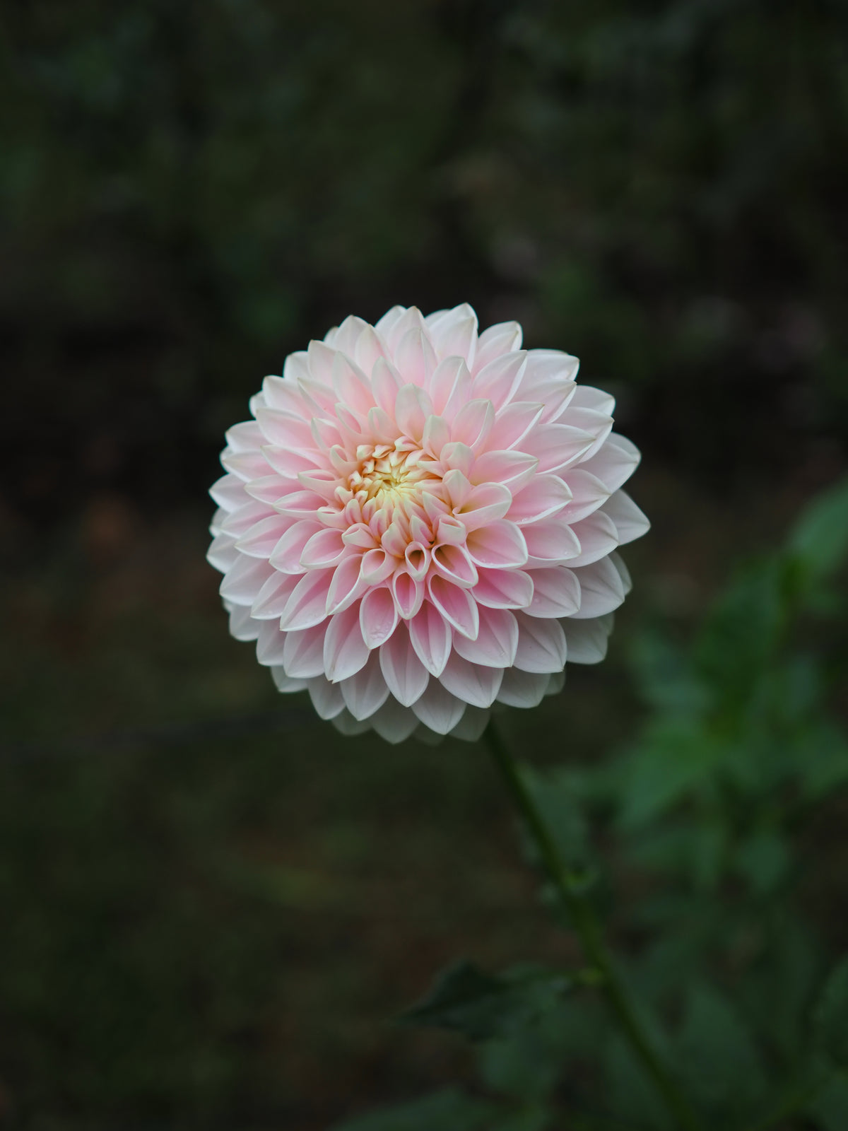 Dahlia Miss Anne Francis