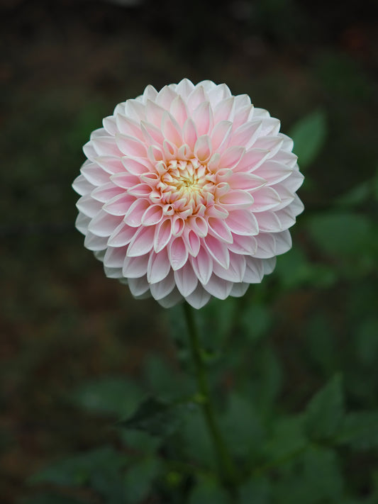 Dahlia Miss Anne Francis