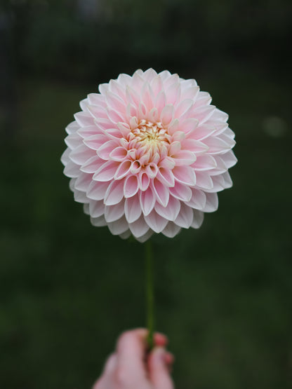 Dahlia Miss Anne Francis