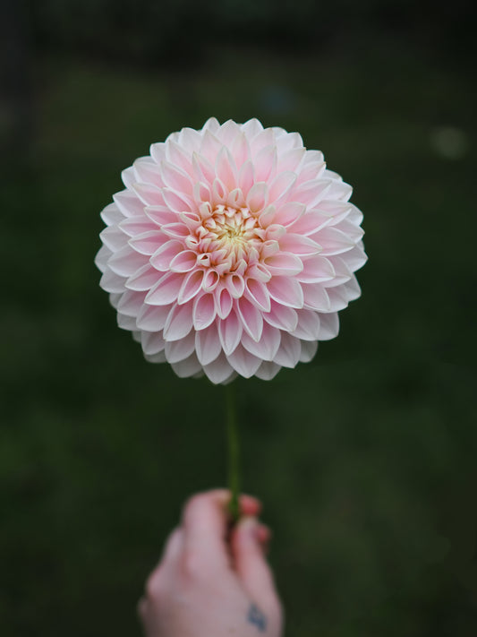 Dahlia Miss Anne Francis