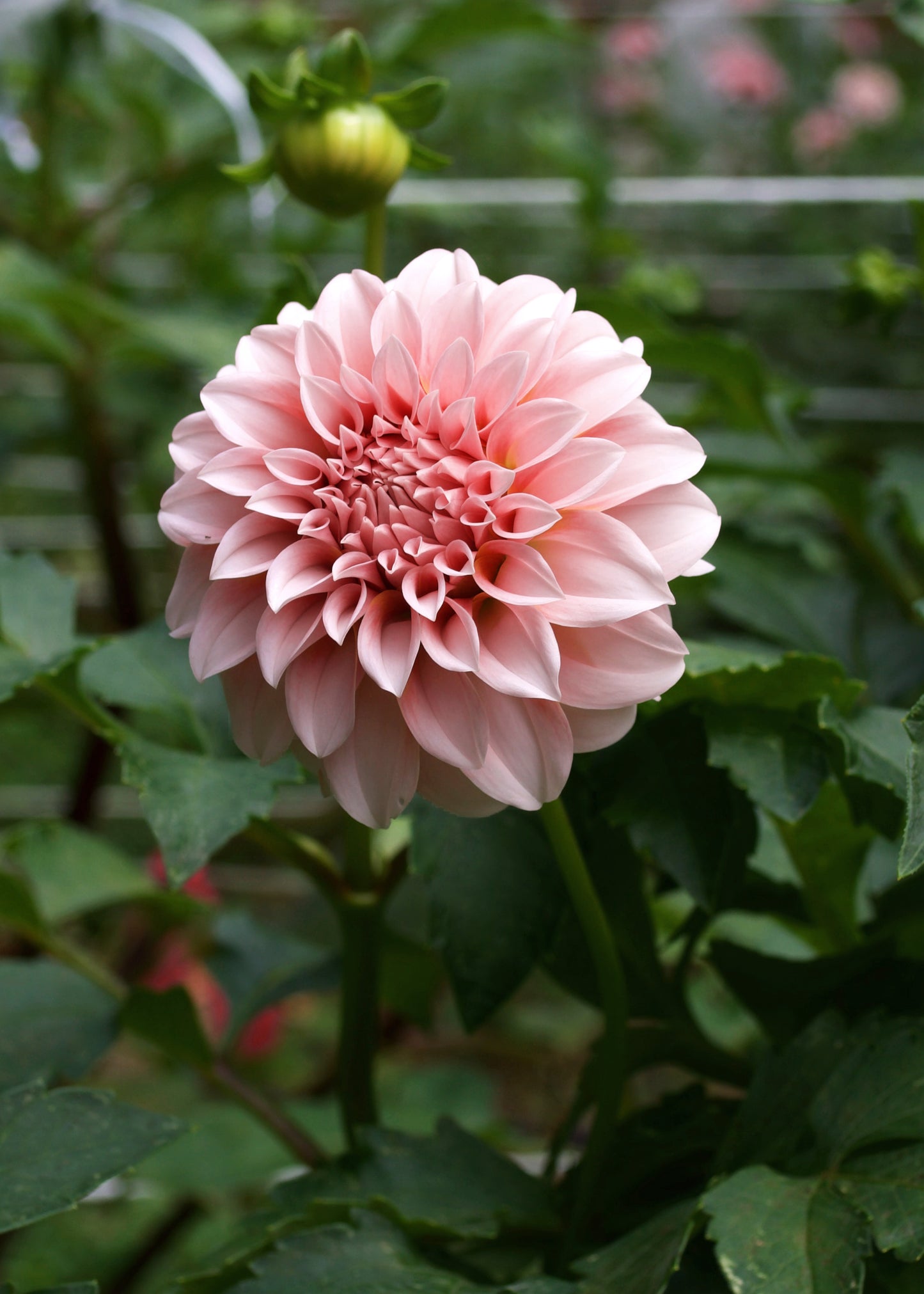 Dahlia Peaches 'n' Cream