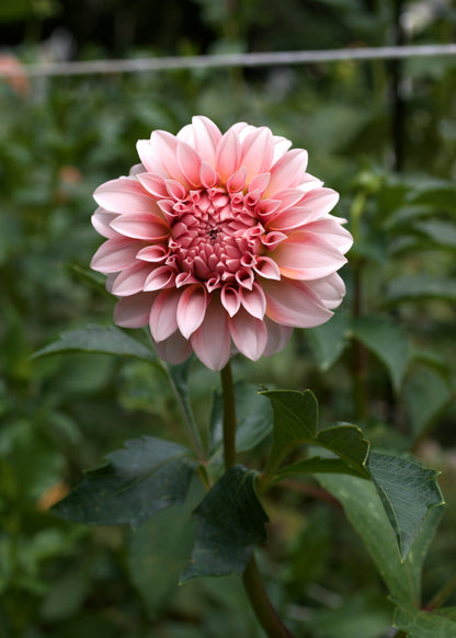 Dahlia Peaches 'n' Cream