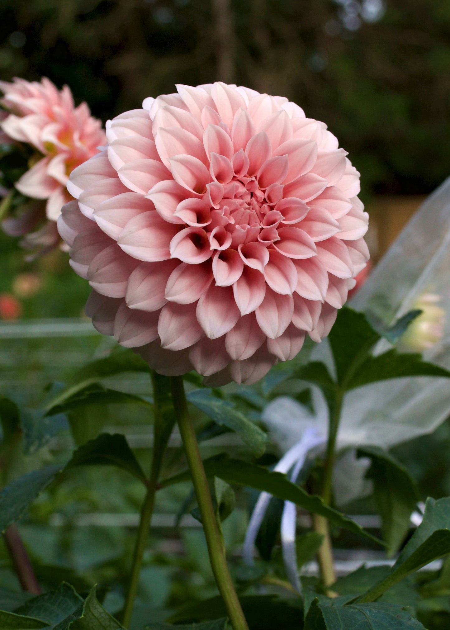 Dahlia Peaches 'n' Cream