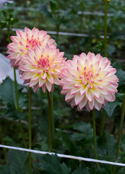 Dahlia Valley Porcupine