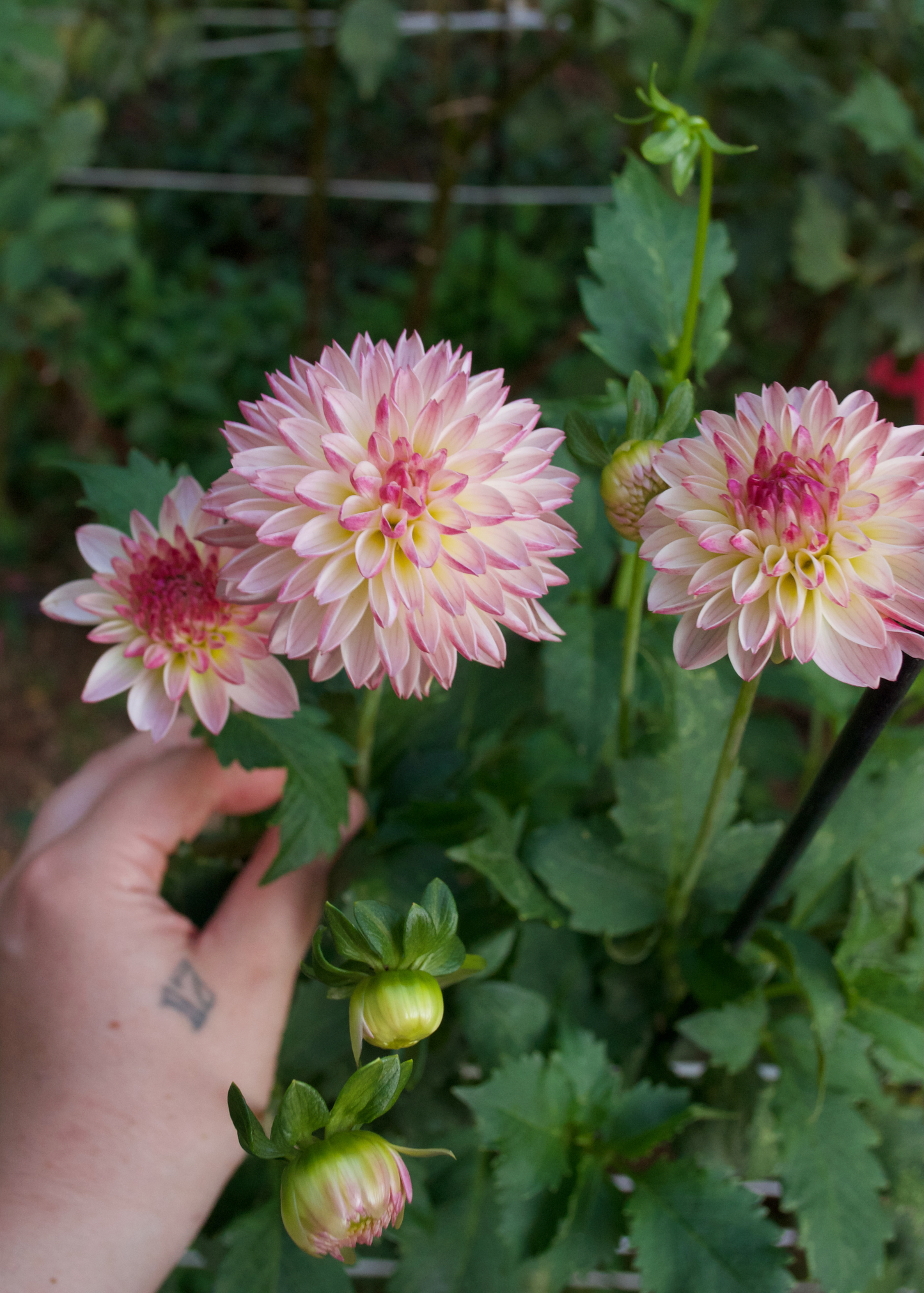Dahlia Valley Porcupine