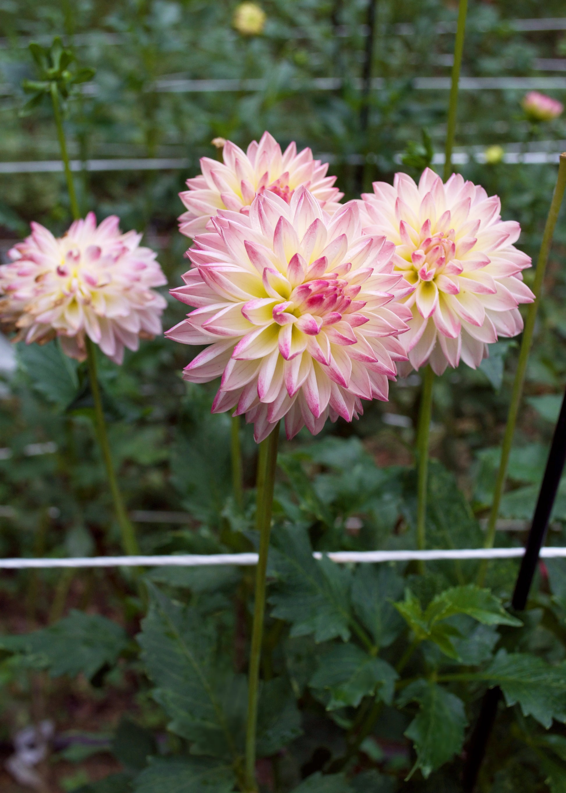 Dahlia Valley Porcupine