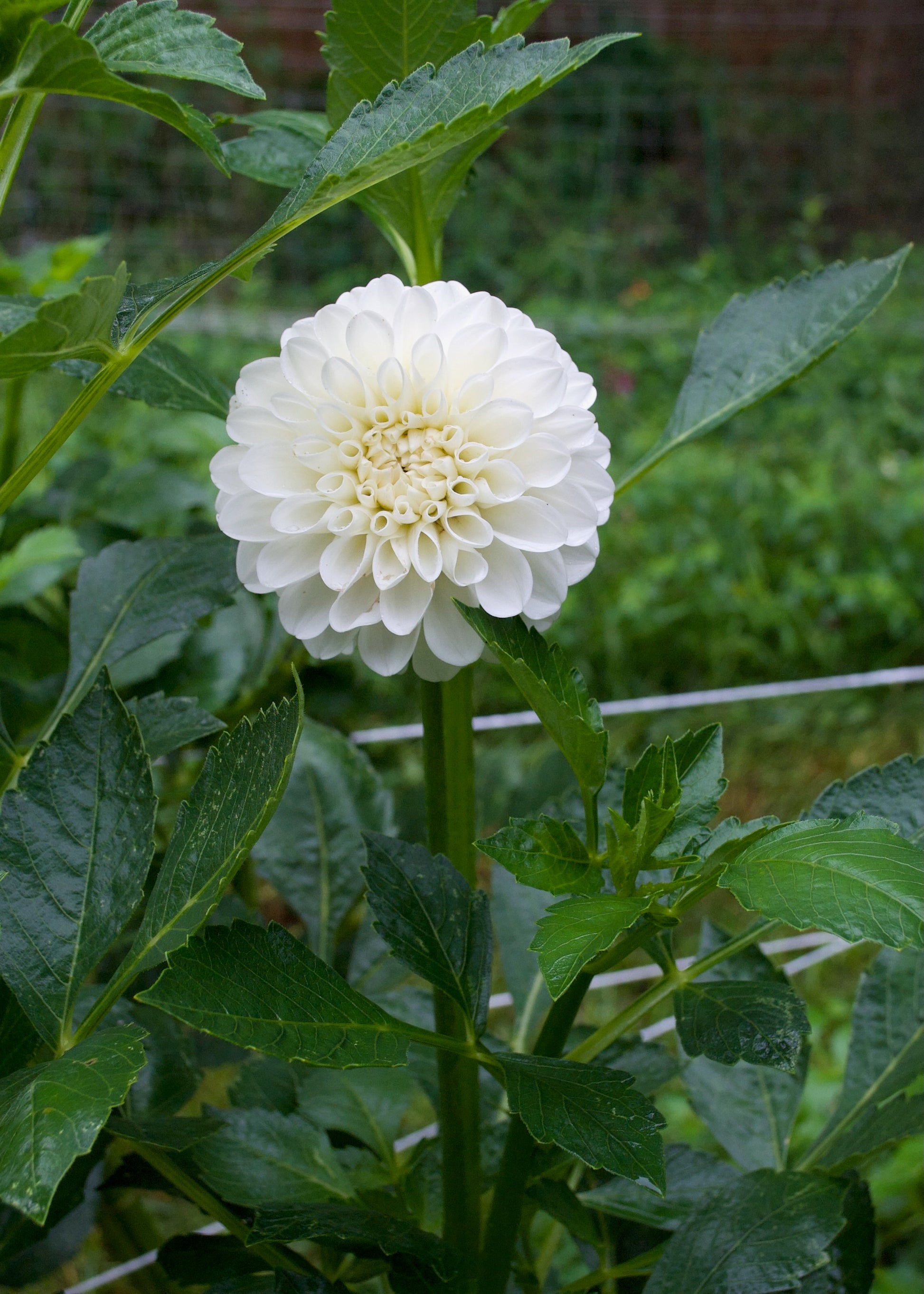 Boom Boom White Dahlia