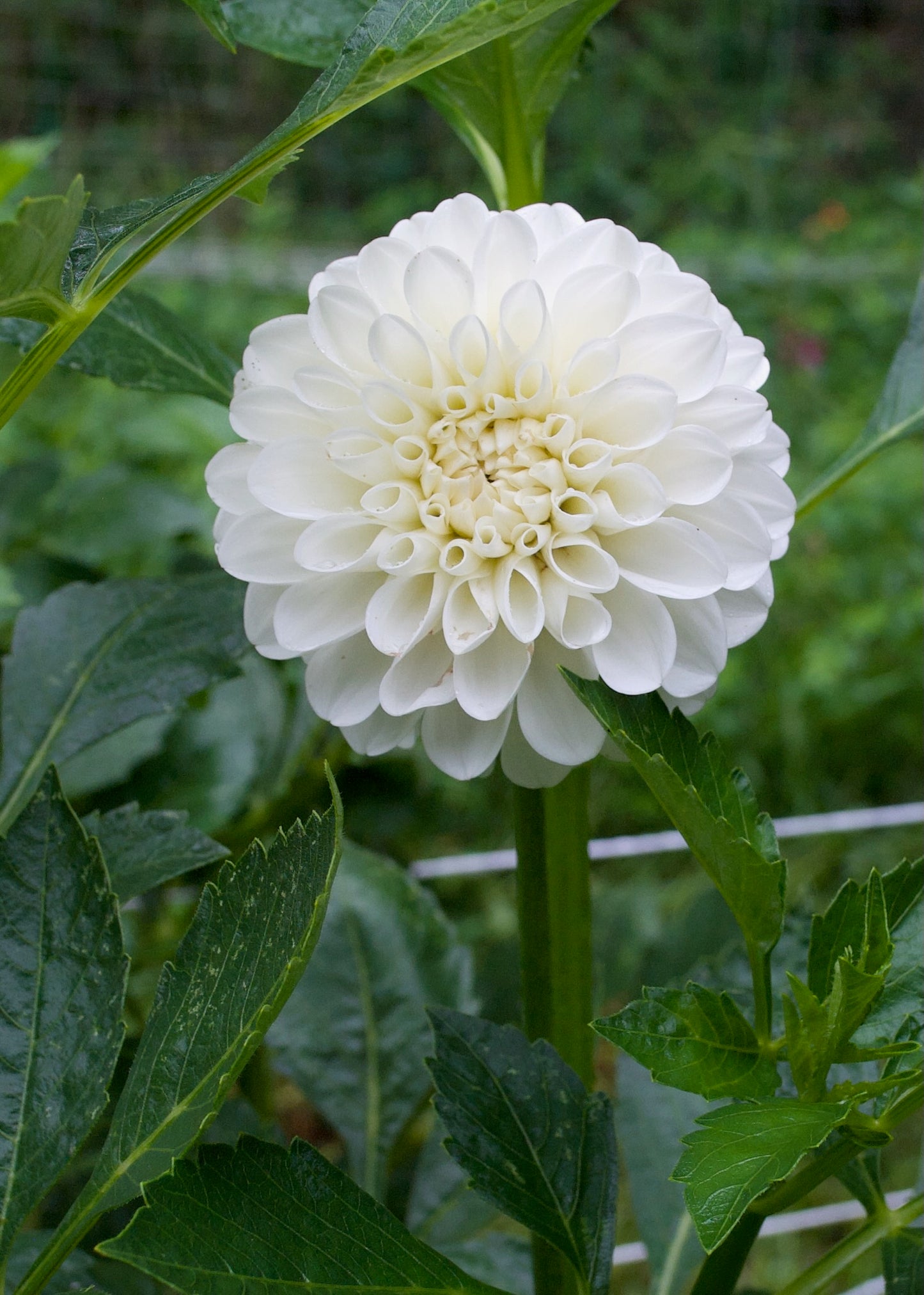 Boom Boom White Dahlia