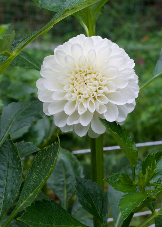 Boom Boom White Dahlia