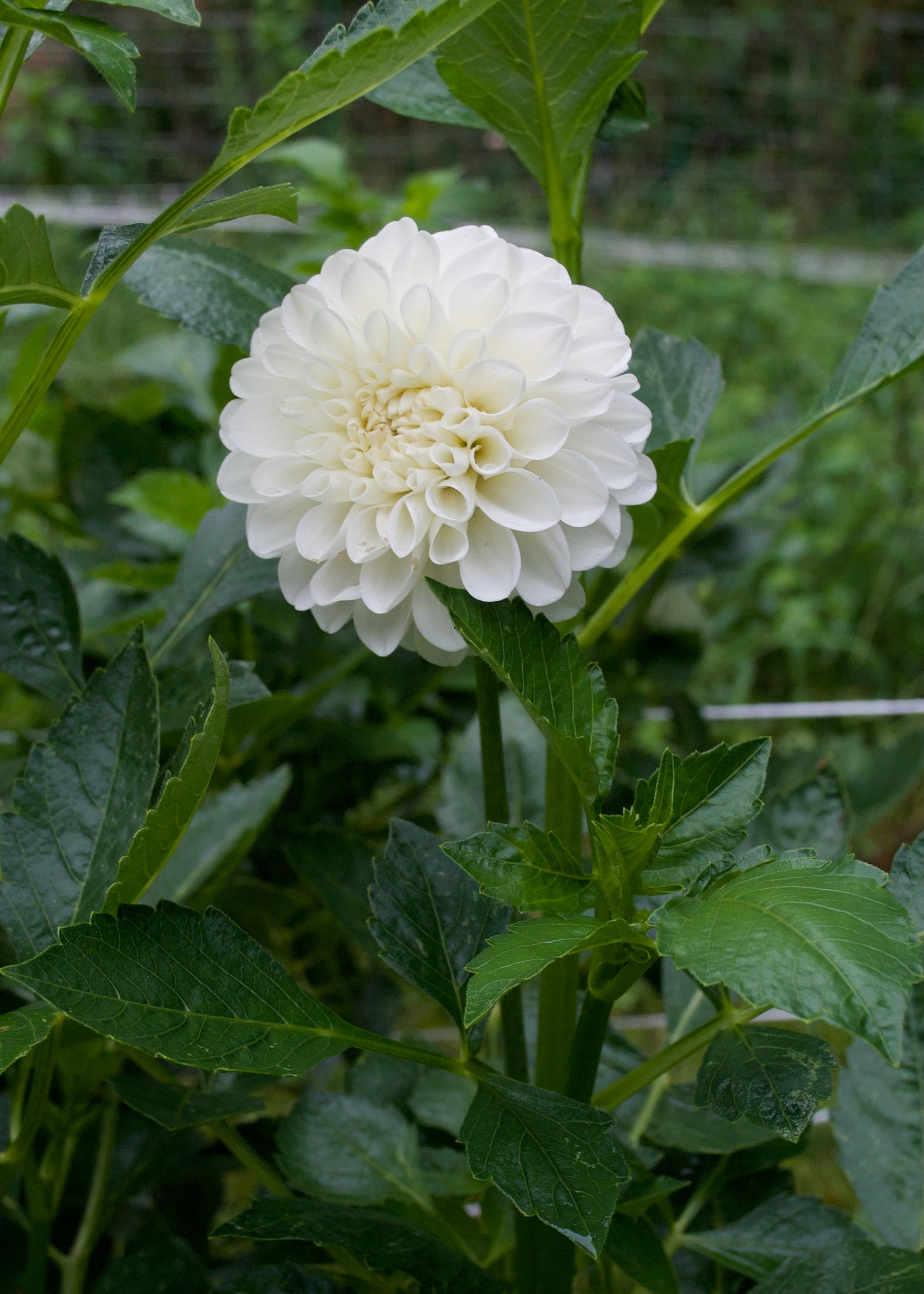 Boom Boom White Dahlia