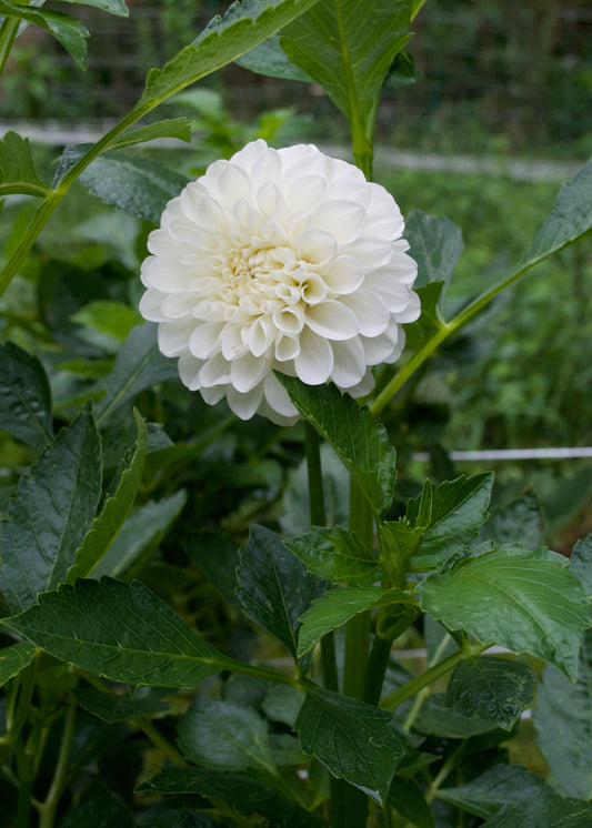 Boom Boom White Dahlia