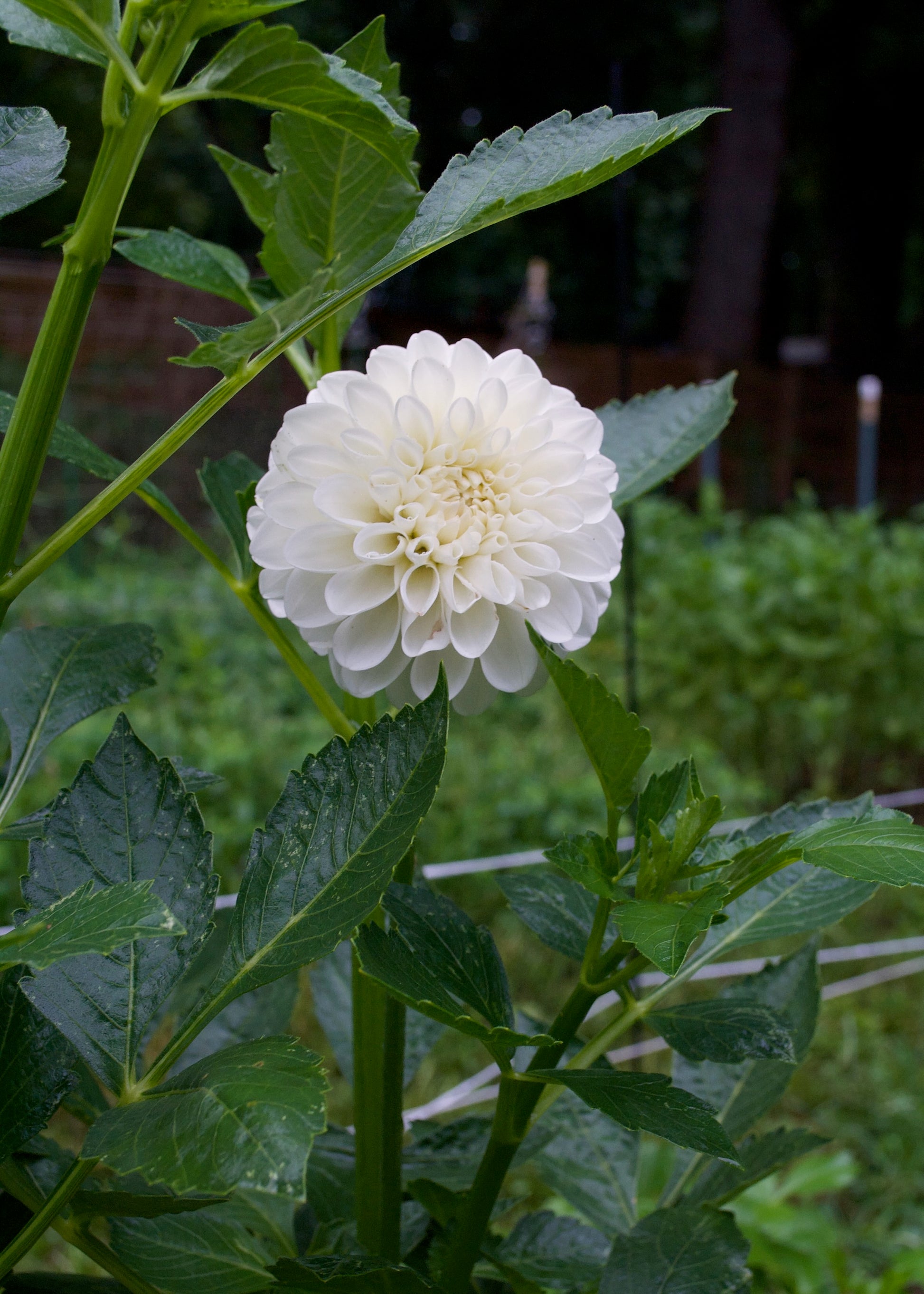 Boom Boom White Dahlia
