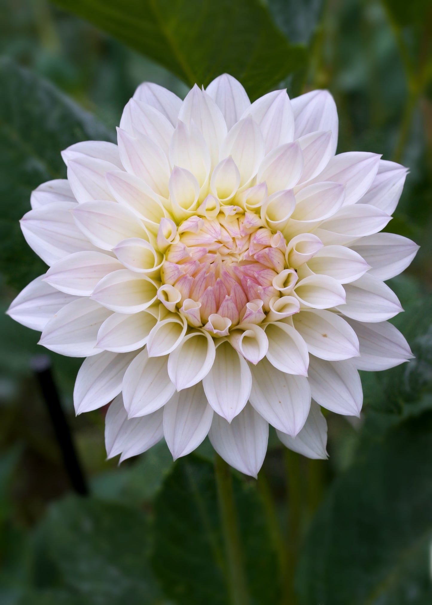 Dahlia Bloomquist Compare