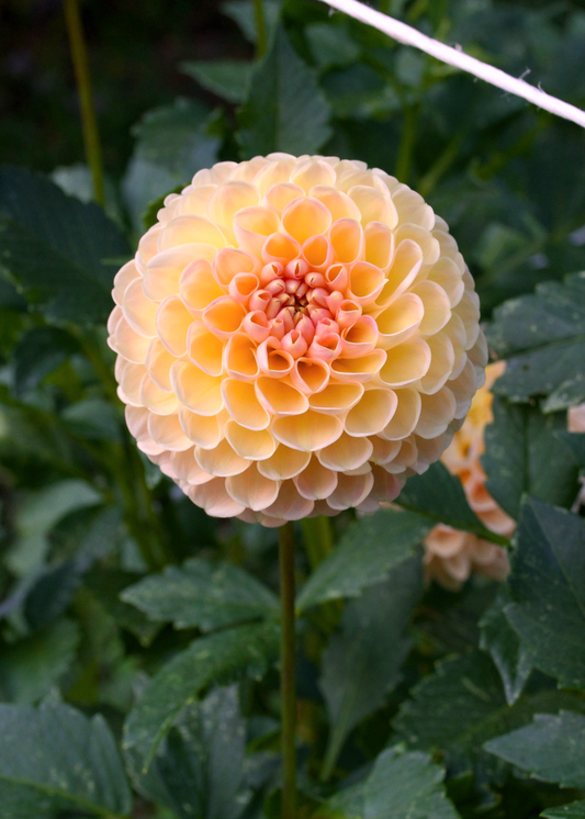 Dahlia Clearview Peachy