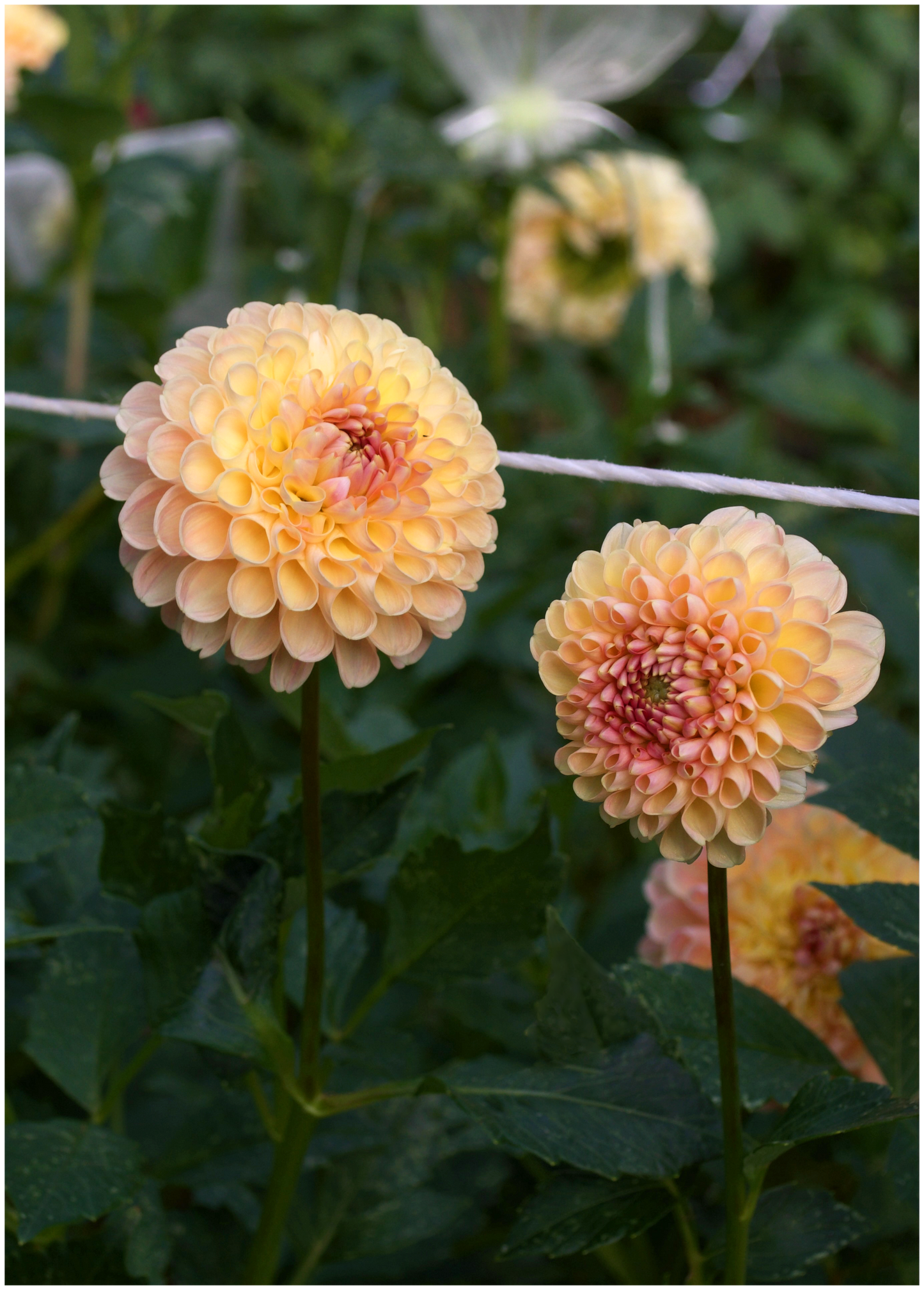 Dahlia Clearview Peachy
