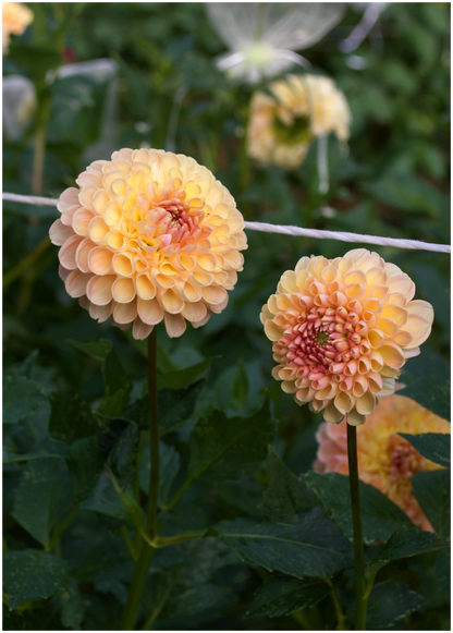 Dahlia Clearview Peachy