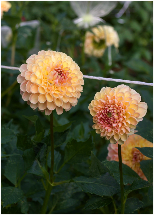 Dahlia Clearview Peachy