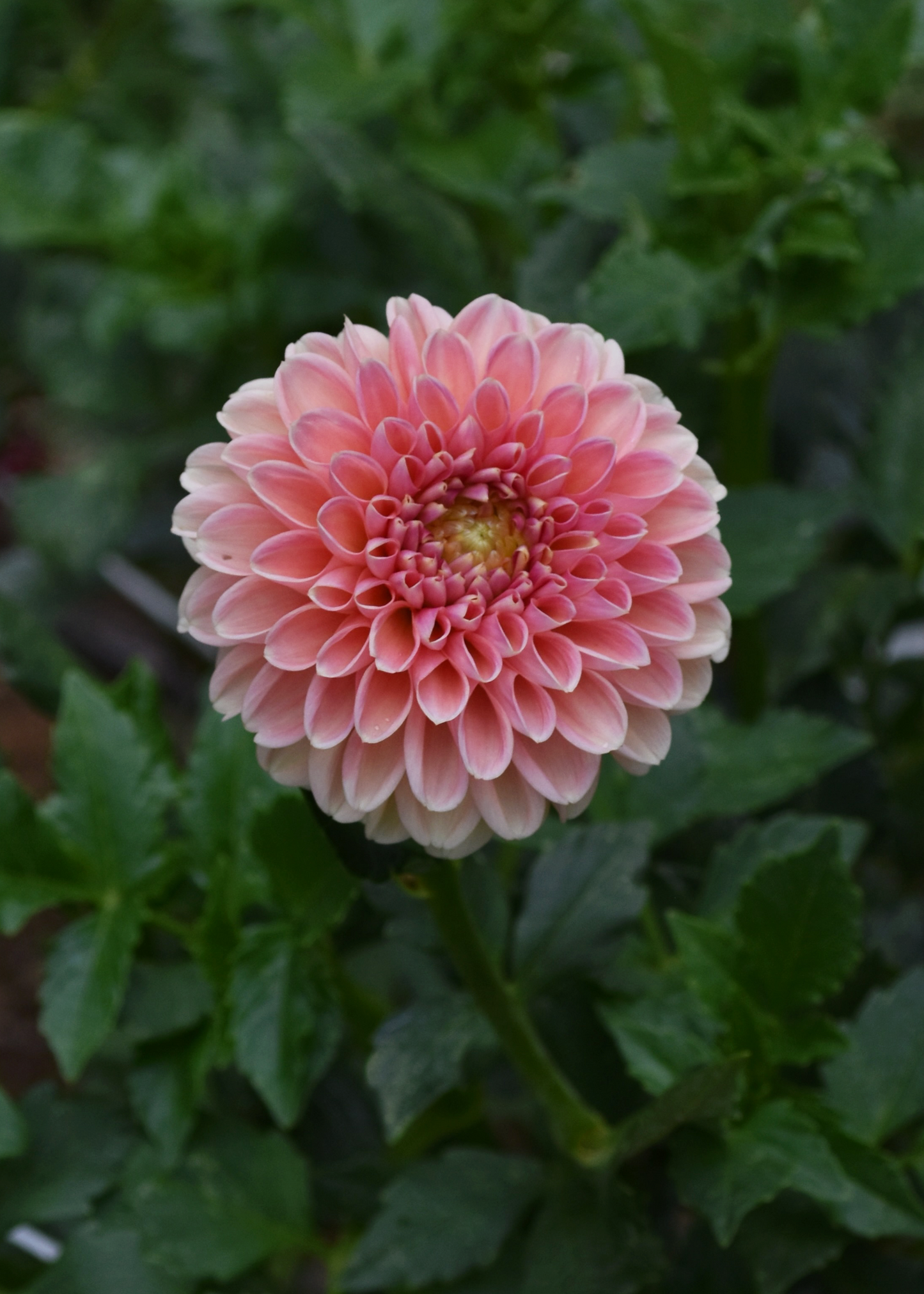 Dahlia Clearview Peachy