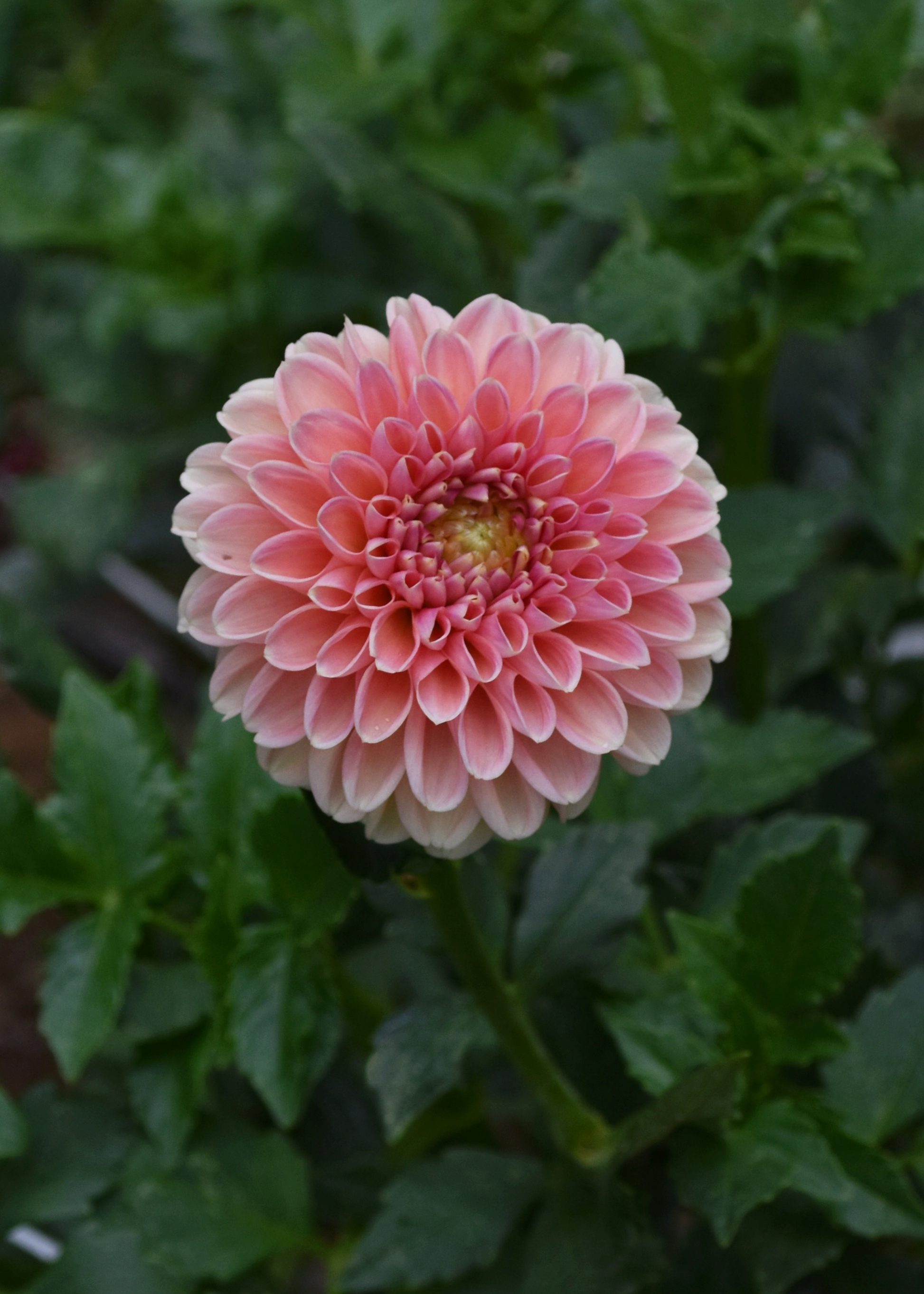 Dahlia Clearview Peachy