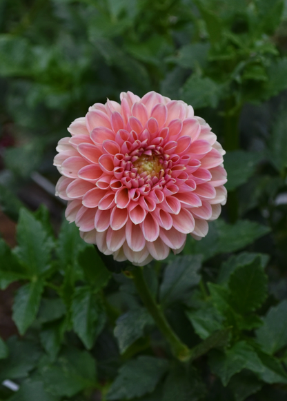 Dahlia Clearview Peachy