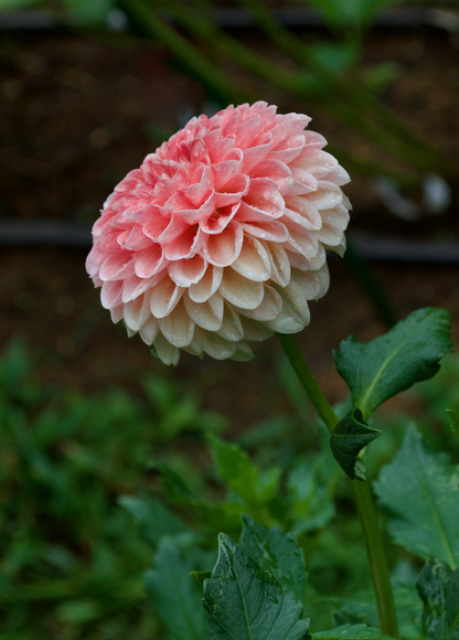 Dahlia Clearview Peachy