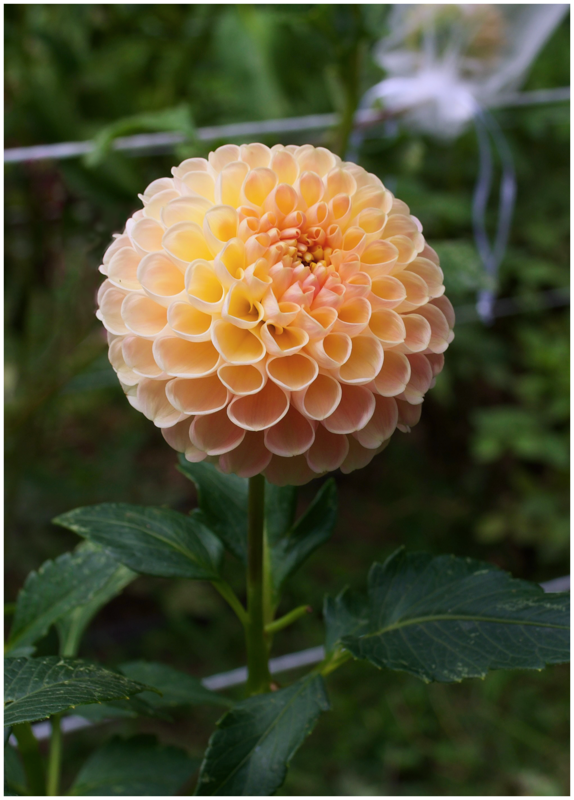 Dahlia Clearview Peachy