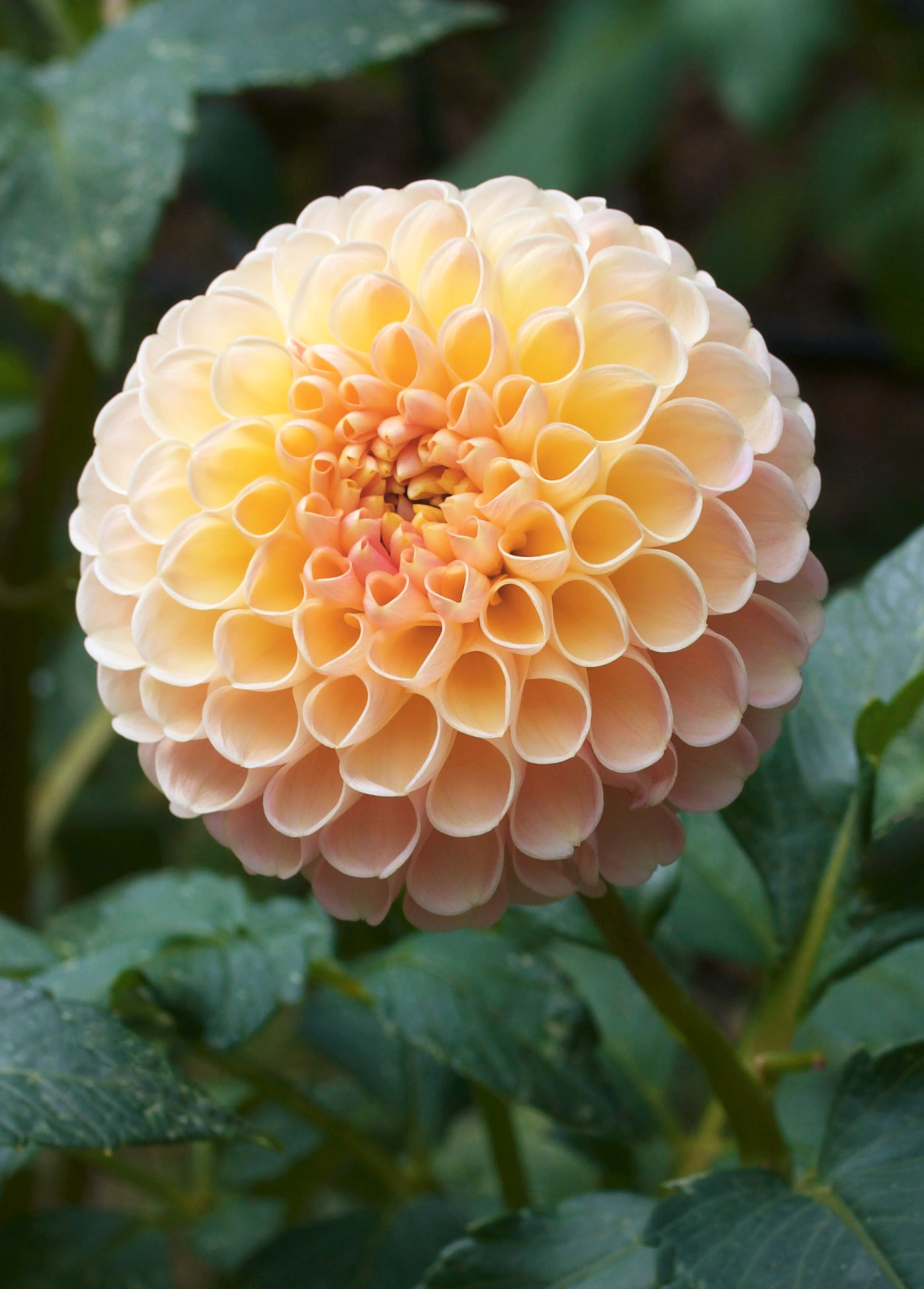 Dahlia Clearview Peachy