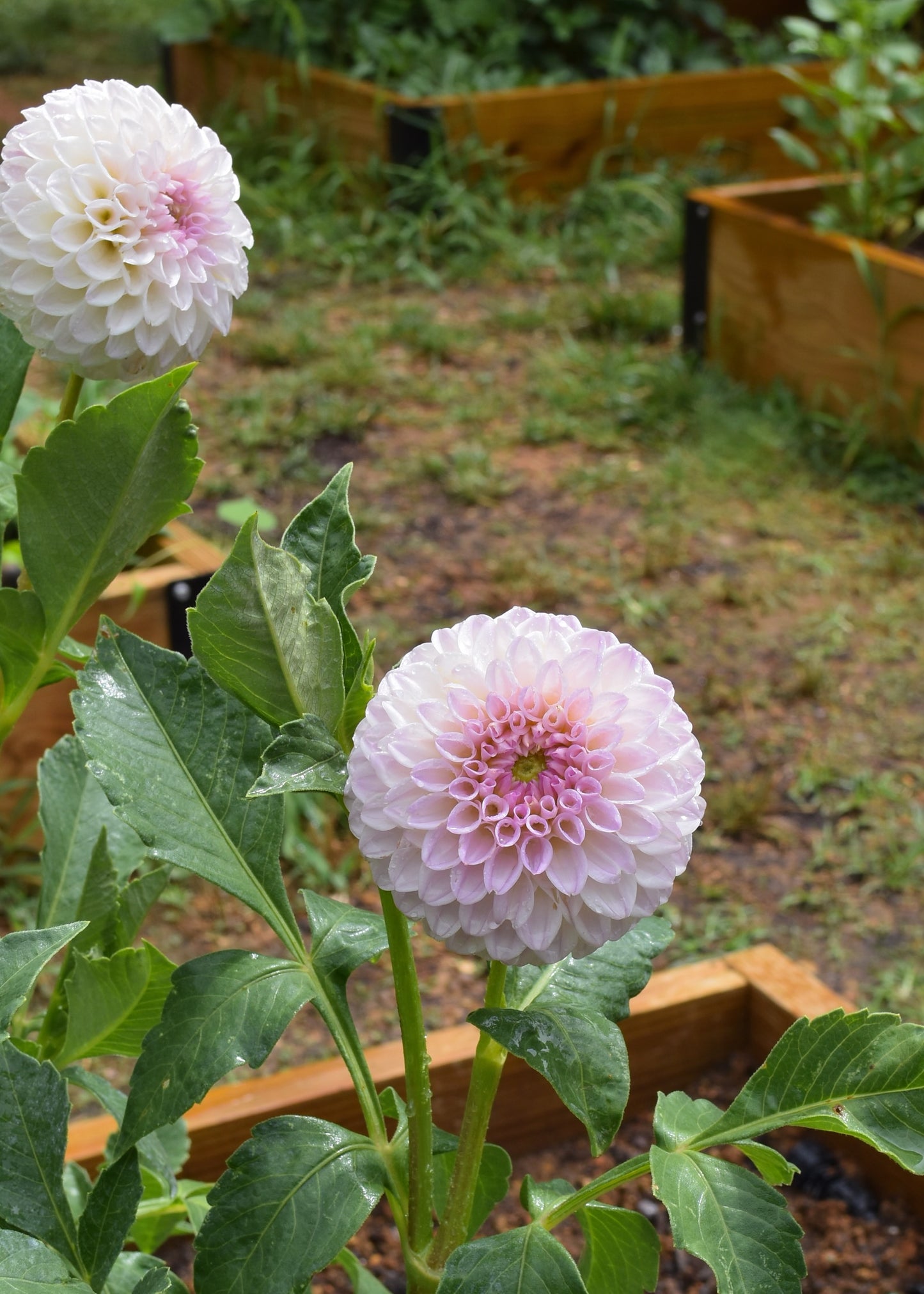 Pink Pearl - Grower's Grade 40% OFF
