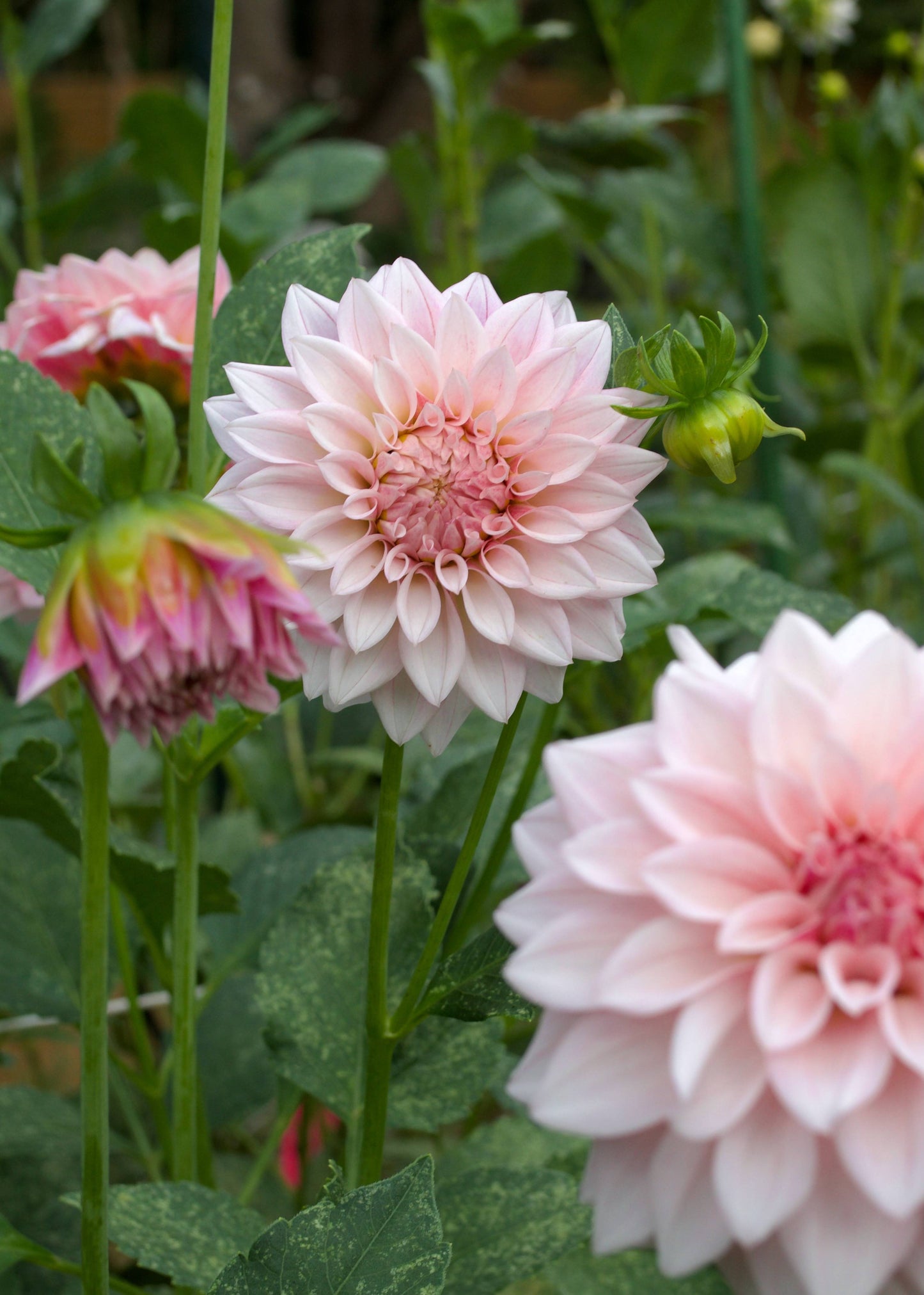 Dahlia Mocha Jake