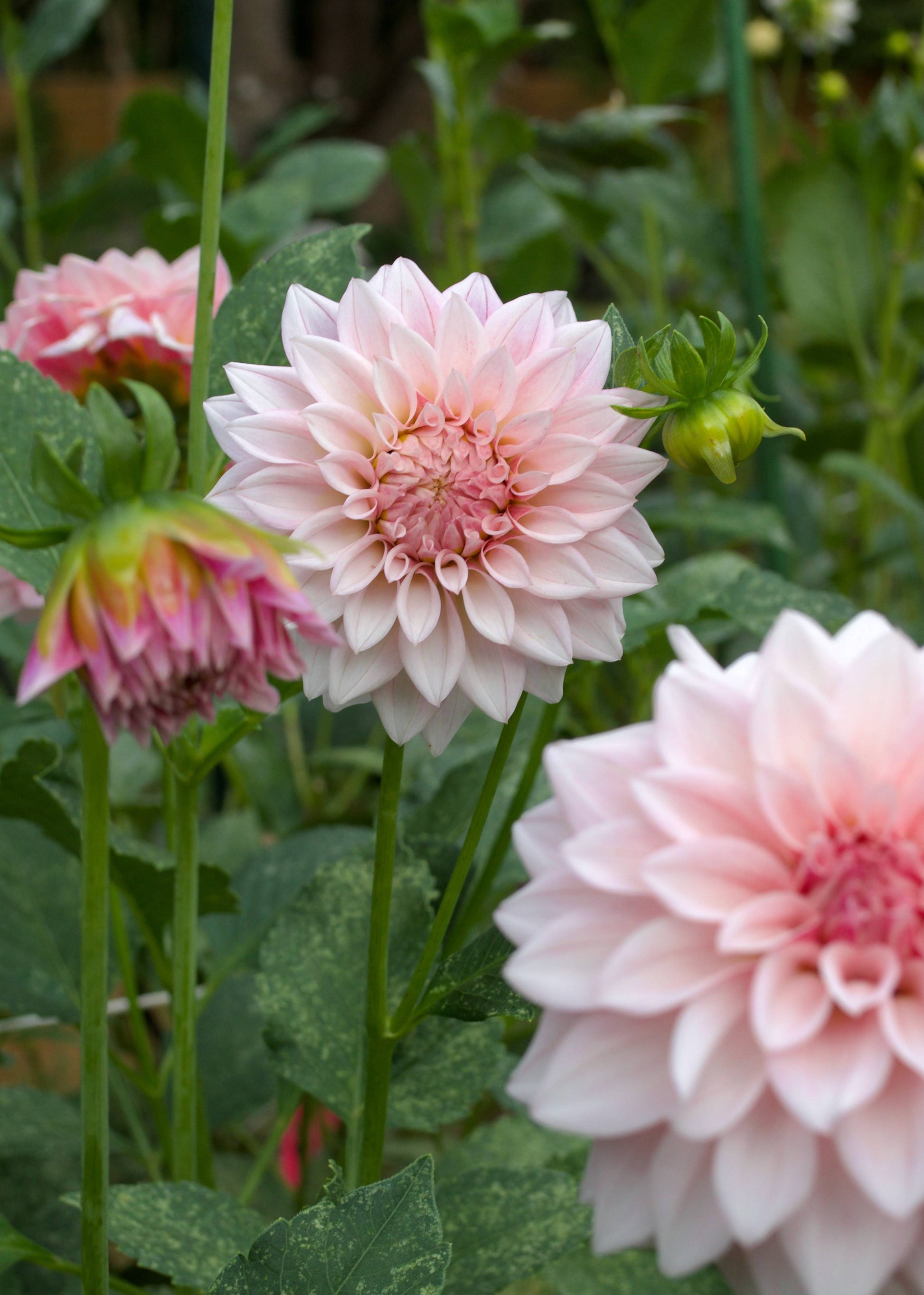 Dahlia Mocha Jake