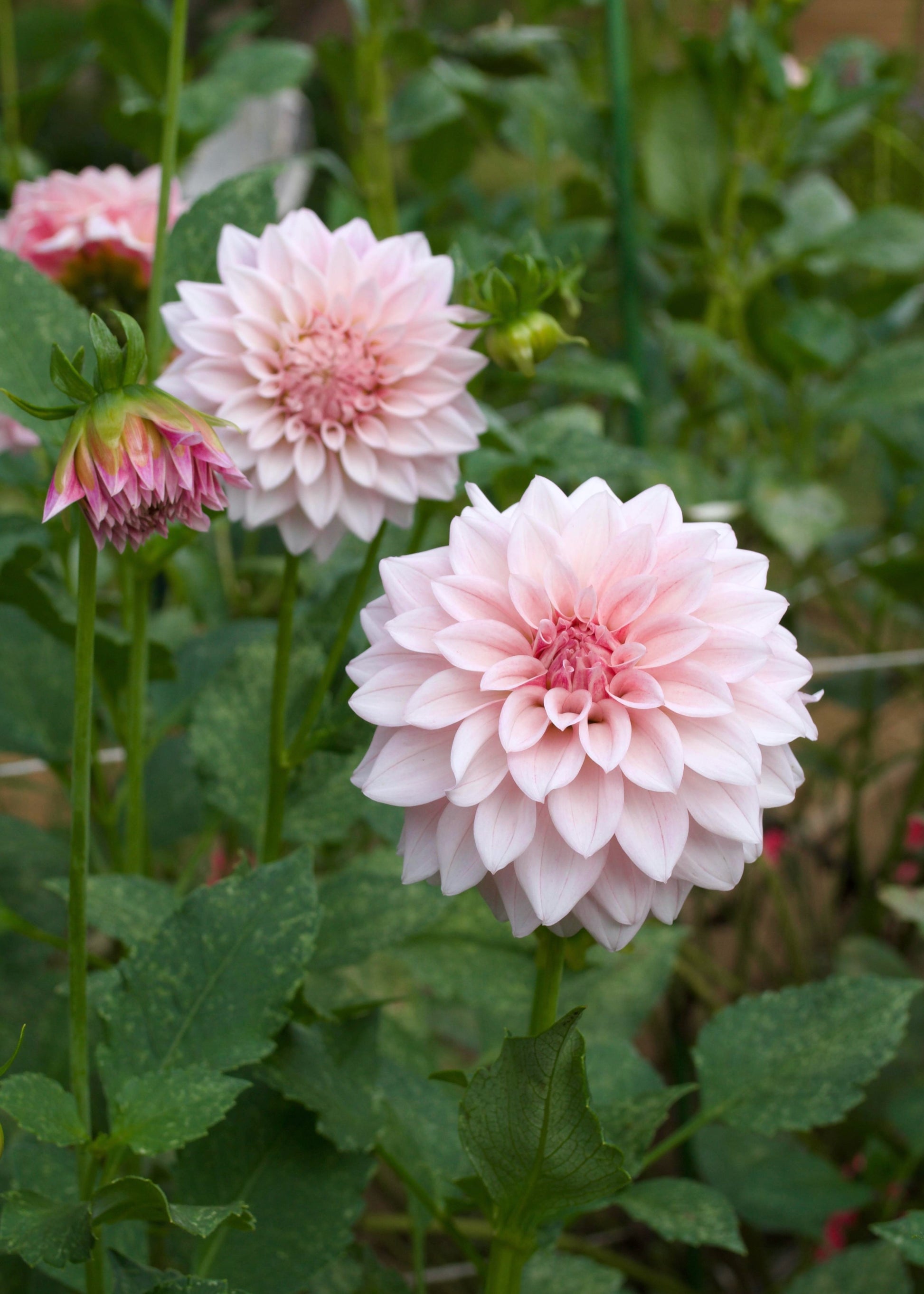 Dahlia Mocha Jake