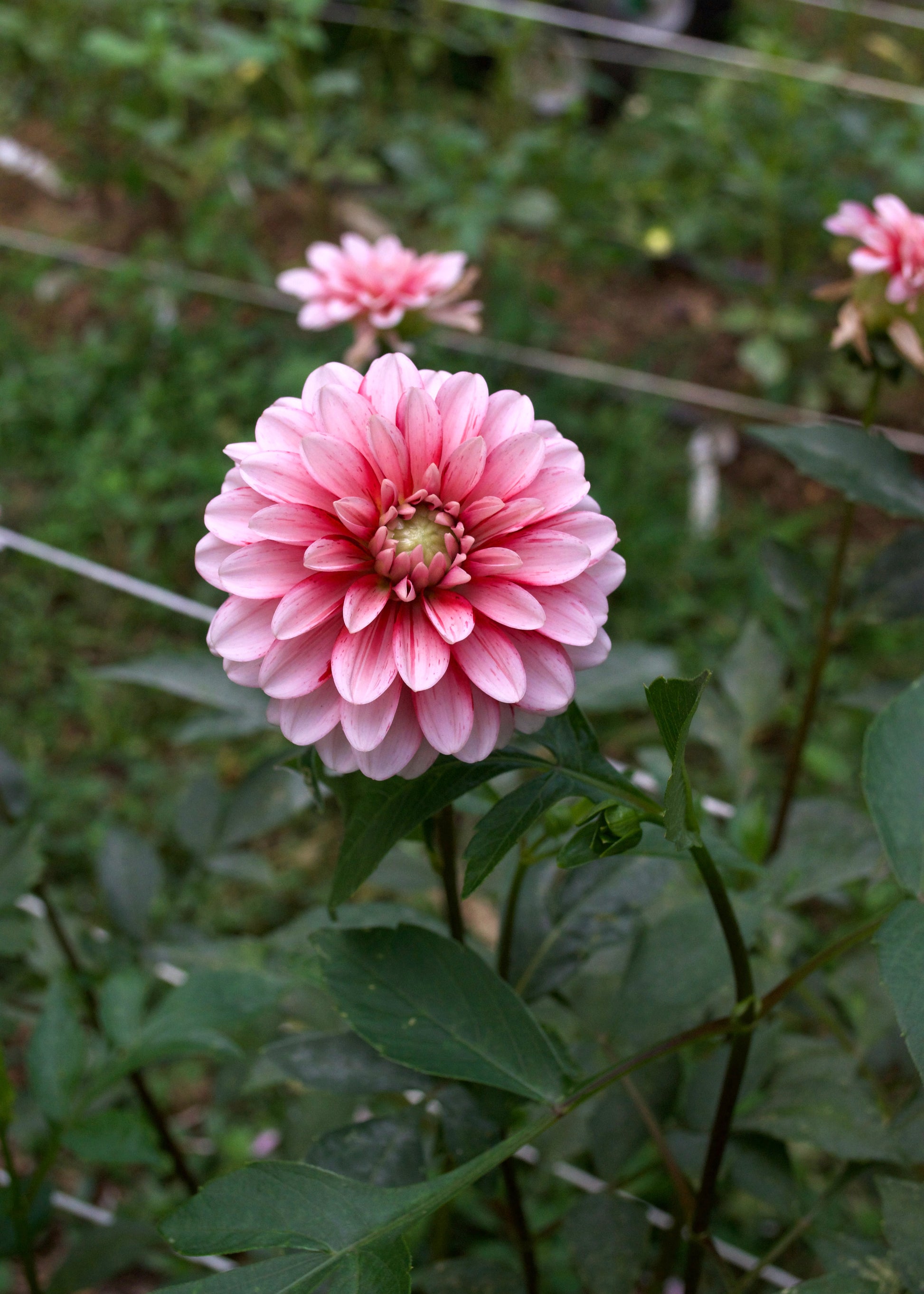 Dahlia Strawberry Cream