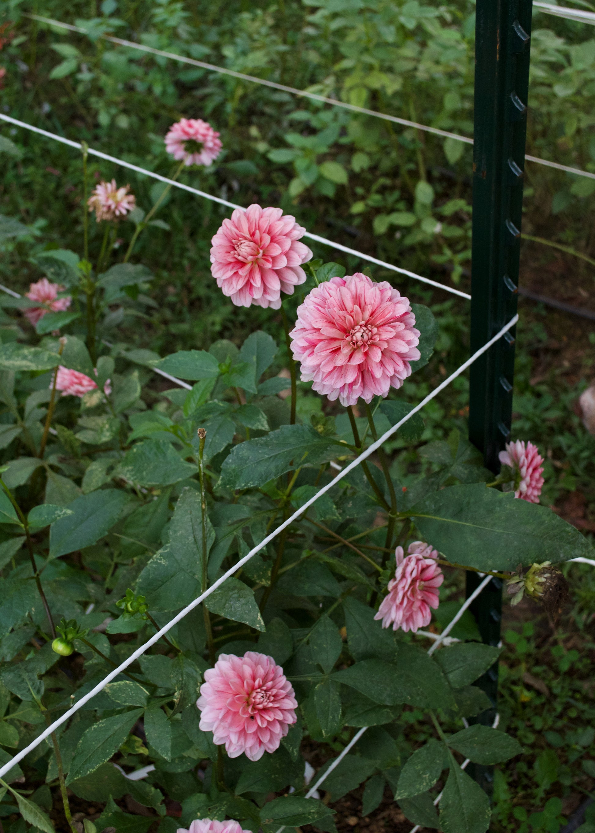 Dahlia Strawberry Cream