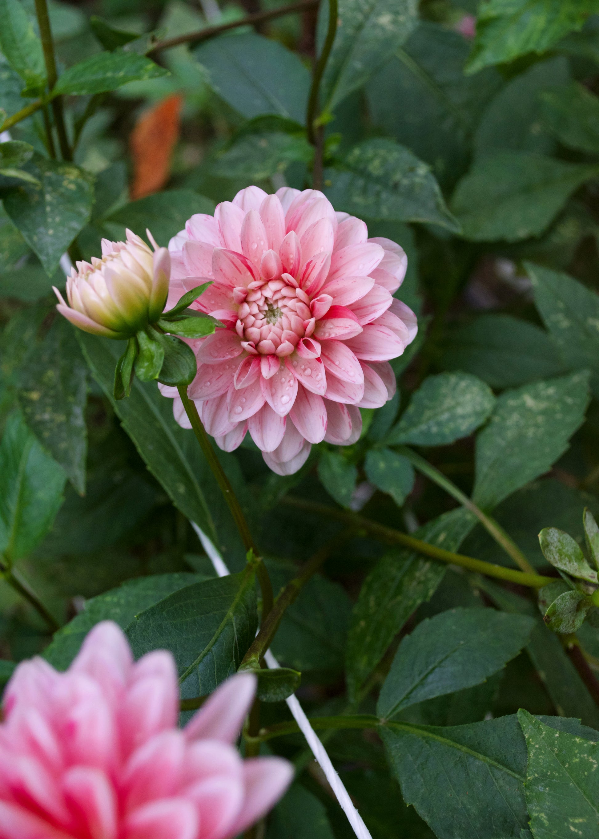 Dahlia Strawberry Cream