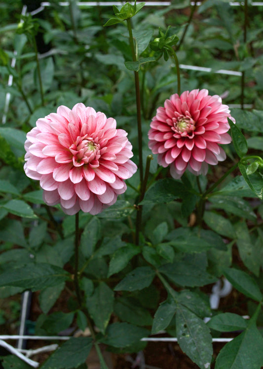 Dahlia Strawberry Cream