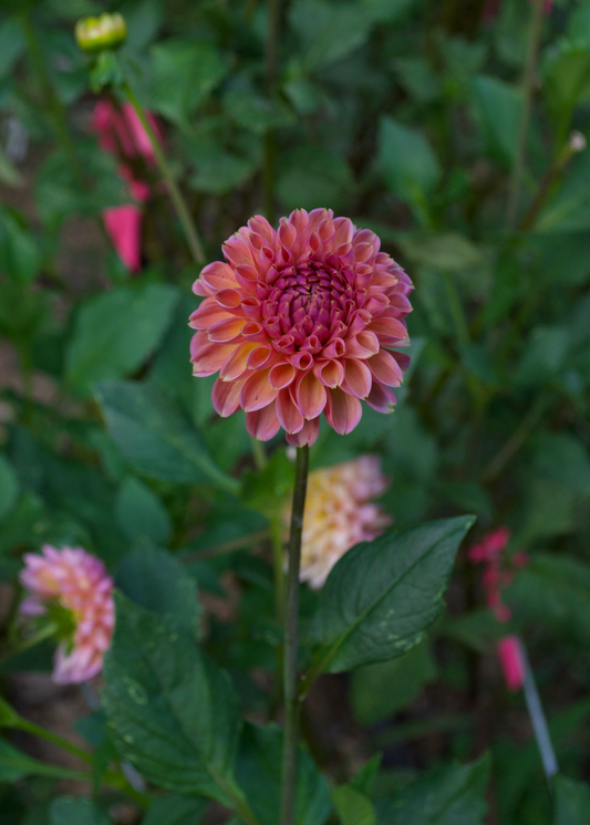 Snoho Jojo - Grower's Grade 40% OFF